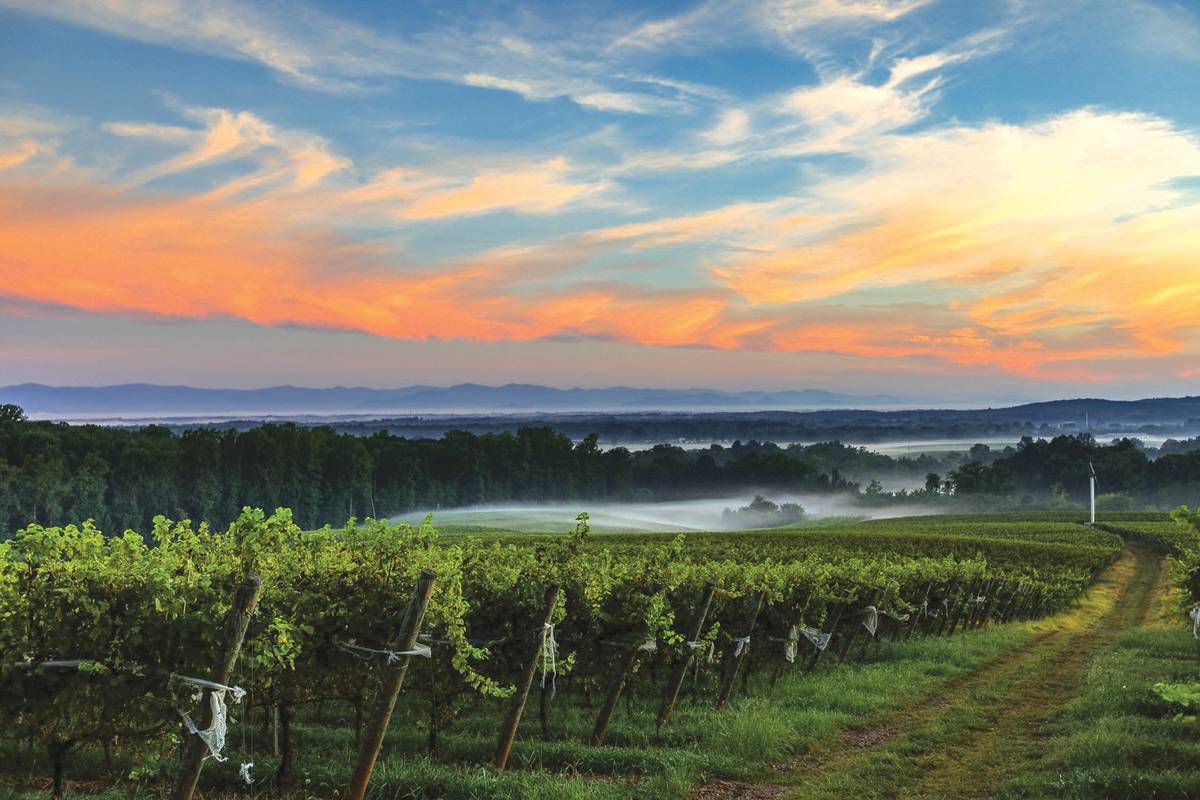 Jepson vineyard rows at sunset with misty valley and hills